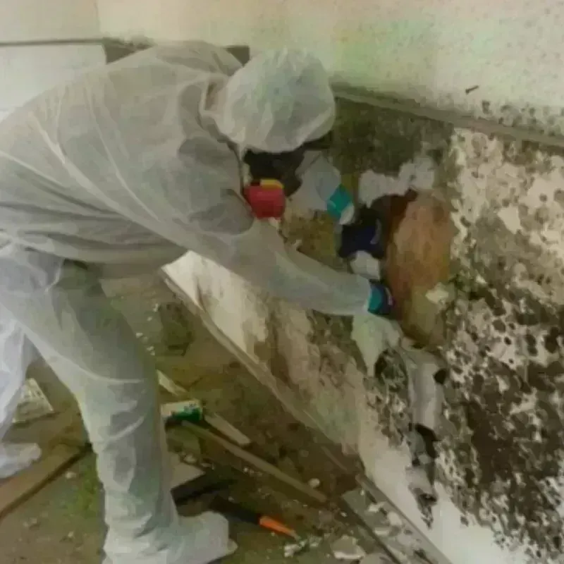 Mold Remediation and Removal in Storrs, CT